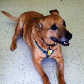 Scooby