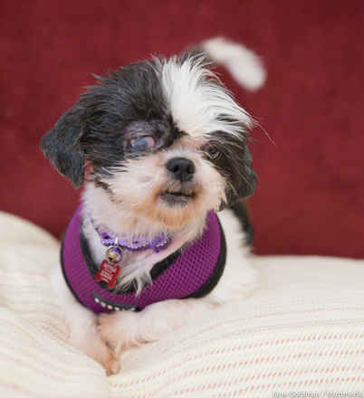 Biscuit