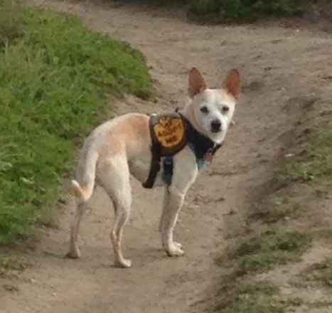 Gordon