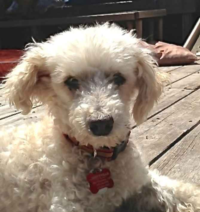 Elliot