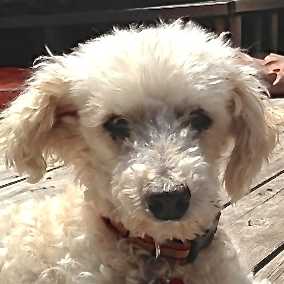 Elliot