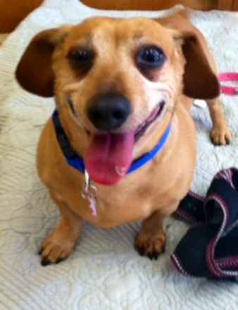 Toby