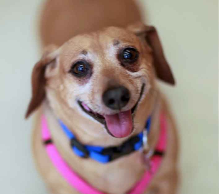 Toby