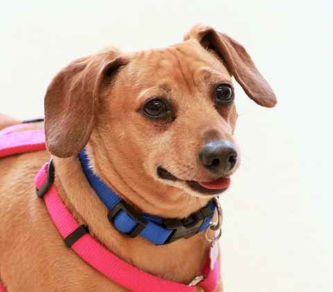 Toby