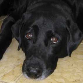 Sheba
