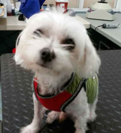 Peluchi