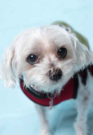 Peluchi