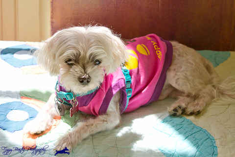 Peluchi