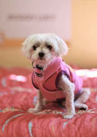 Peluchi