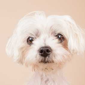 Peluchi