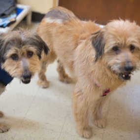 Lexie & Stella