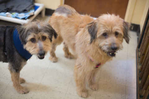 Lexie & Stella