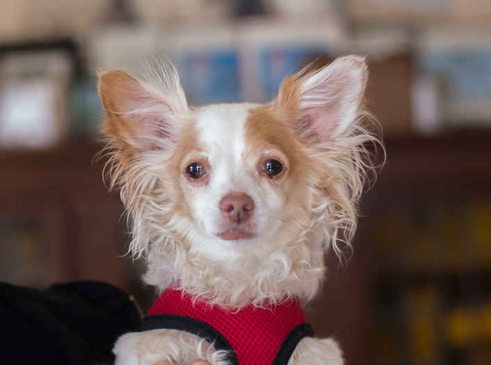 Bella