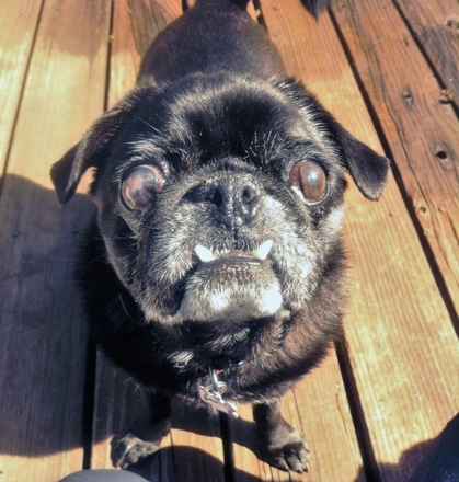 Pug Louie