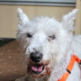 Benny