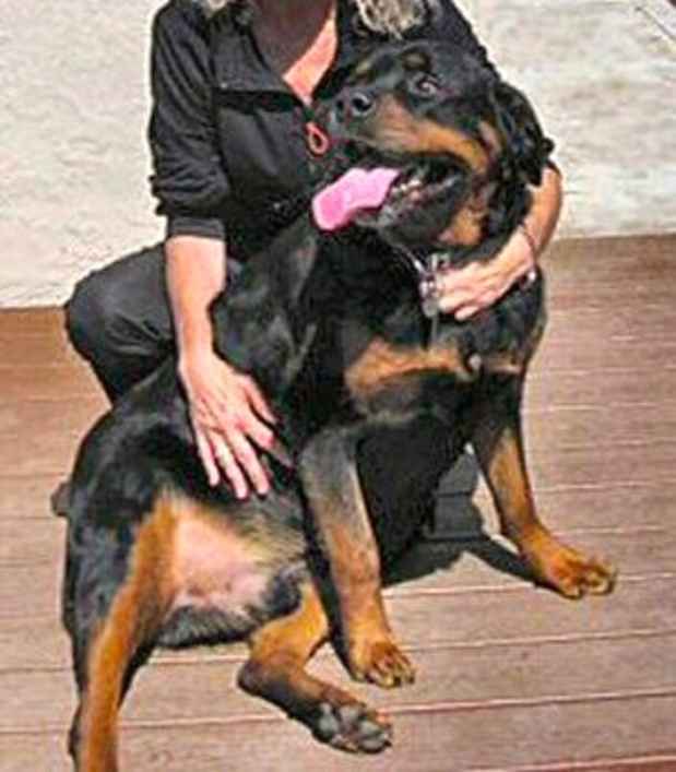 Raymond The Rottie