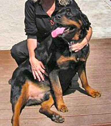 Raymond The Rottie