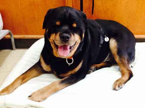 Raymond The Rottie