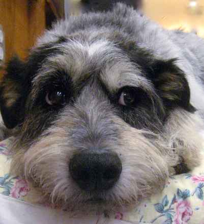 Pepper