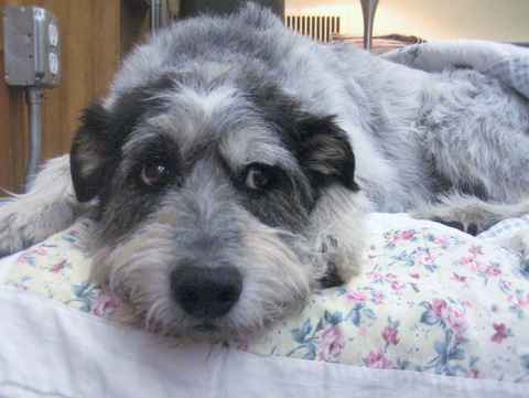 Pepper