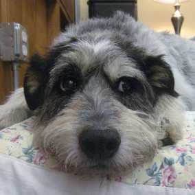 Pepper