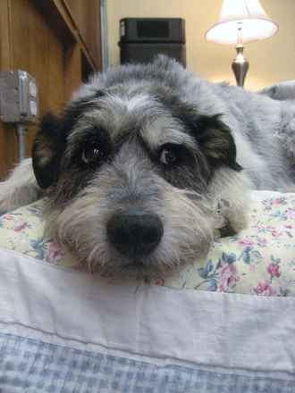 Pepper