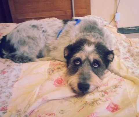 Pepper