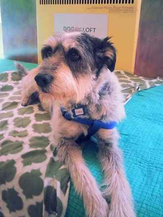 Pepper