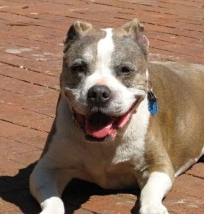 Taz