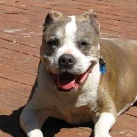 Taz