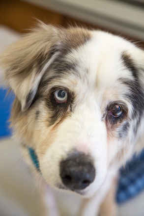 Gracie