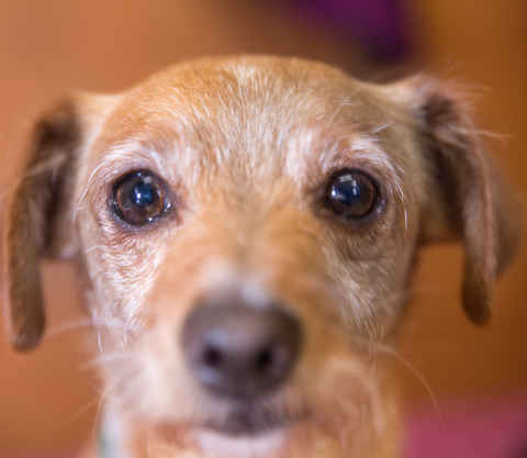 Daisy