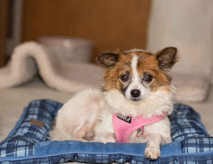 Piper