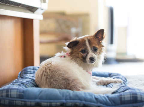 Piper