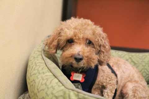 Teddy