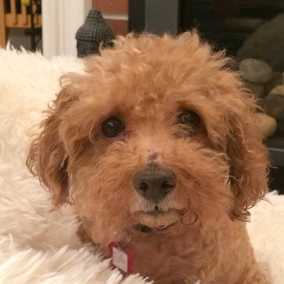 Teddy