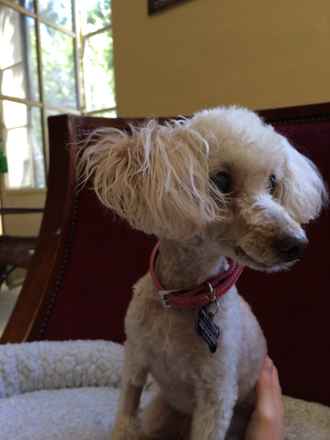 Dolly