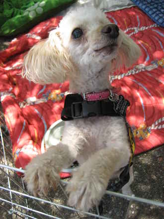 Dolly