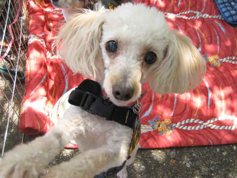 Dolly