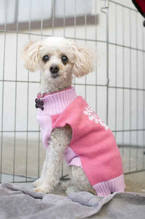 Dolly