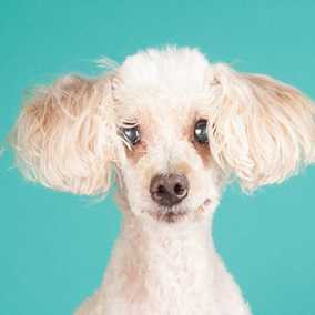 Dolly