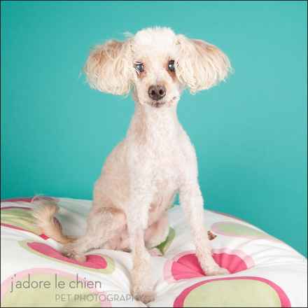 Dolly