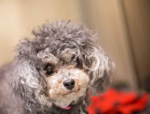 Molly
