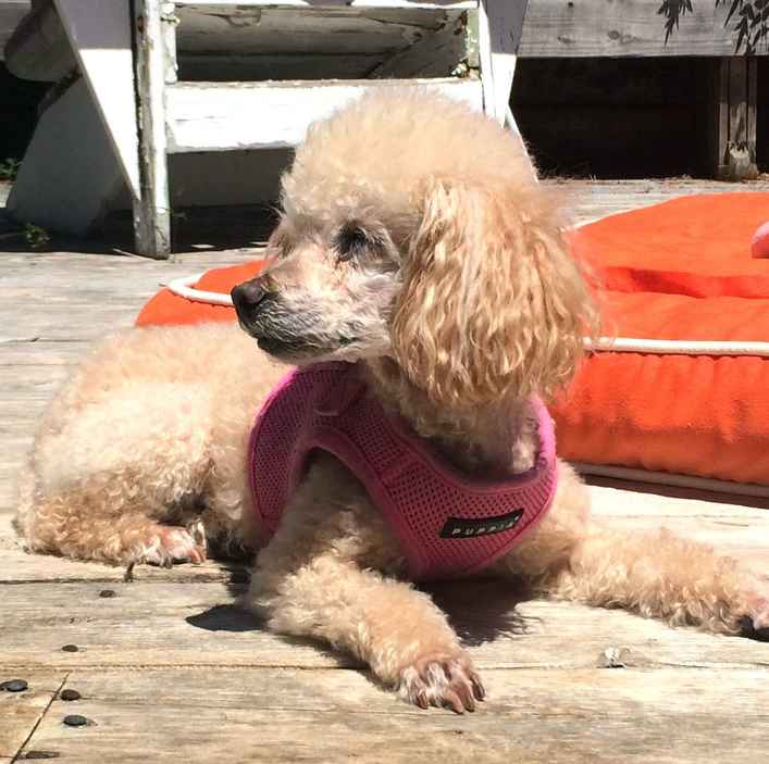 Lolita