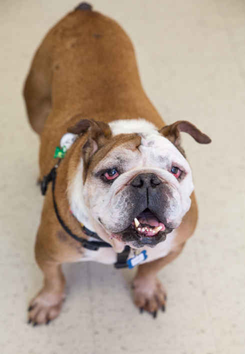 Mojo