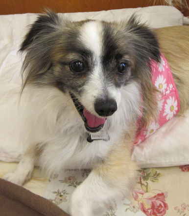 Priscilla