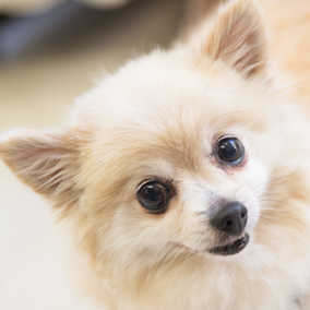Penny Lane