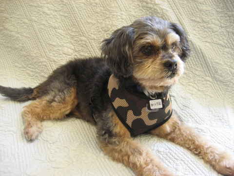 Baxter