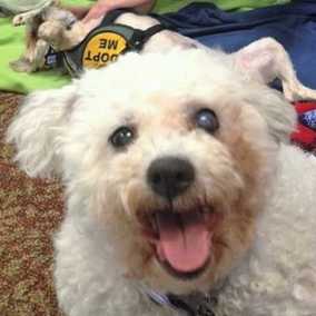 Lambie
