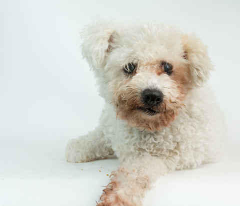 Lambie
